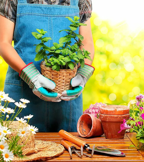 Сад от А до Я